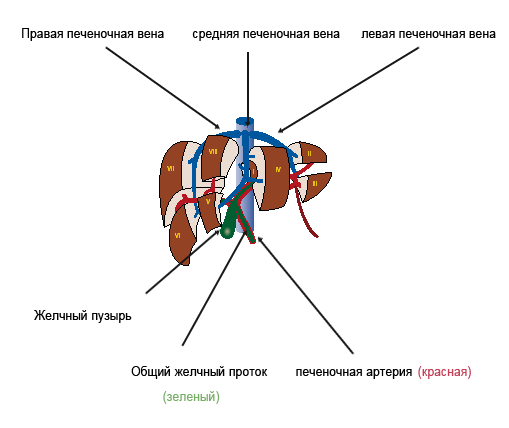 Рисунок 1 Схема сегментов печени