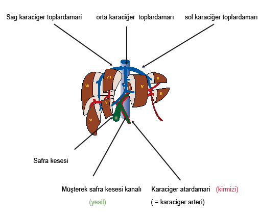 Karaciger bölümlerinin semasi